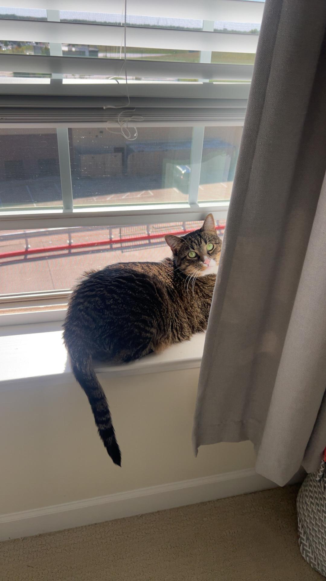 Prince, basking in the sun in a windowsill