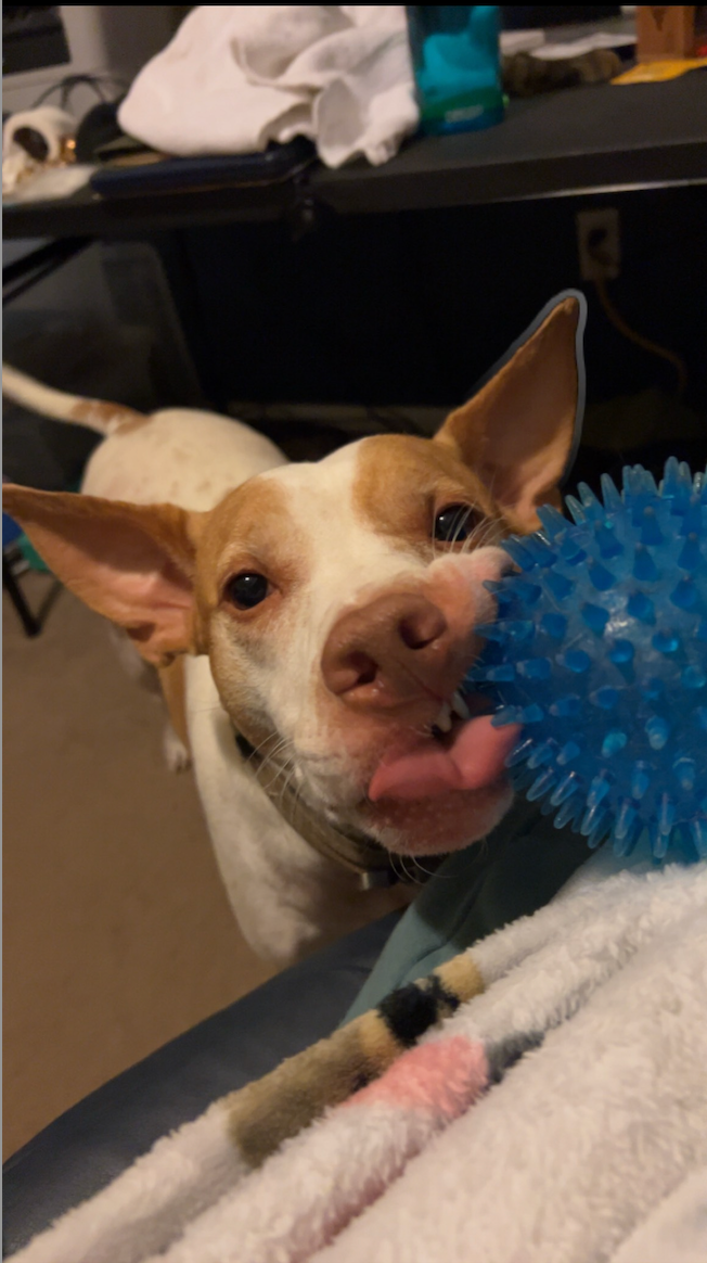 Oakley, chewing on a blue rubber ball
