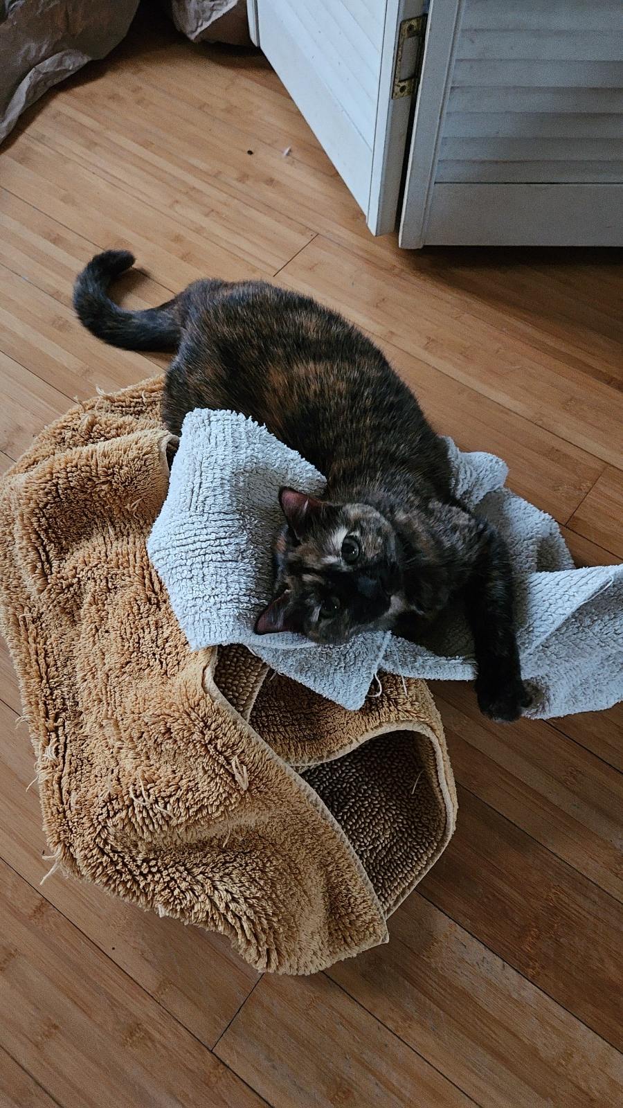 Kimchi lying in a pile of towels!