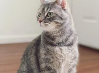 April Pet Of The Month—Kiwi