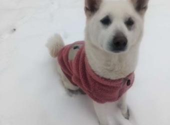May Pet Of The Month—Nana