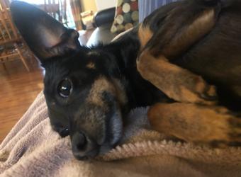 March Pet of the Month - Lady