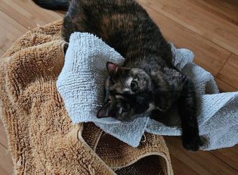 June Pet of the Month - Kimchi