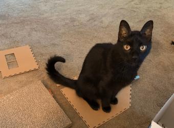September Pet Of The Month—Sheldon