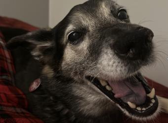 January Pet Of The Month—Koda