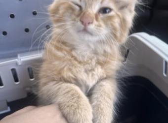 February Pet Of The Month—Sushi