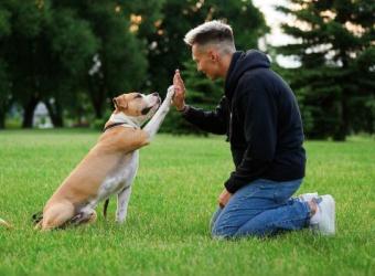 Training and Enrichment Corner