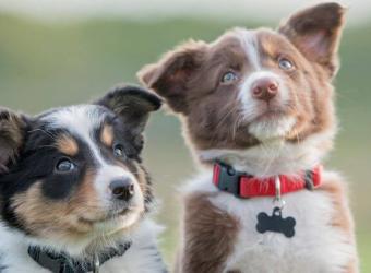 The Ultimate Guide to Puppy and Dog Vaccine Schedules: What Shots Do Dogs &amp; Puppies Need?