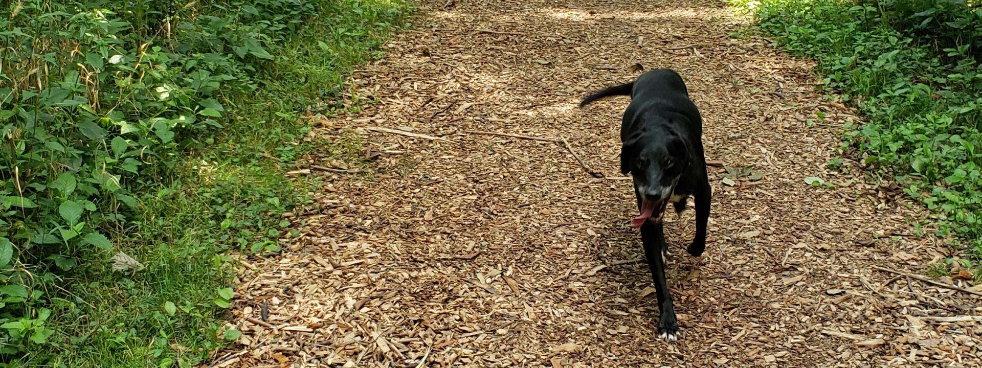 Plato on trail