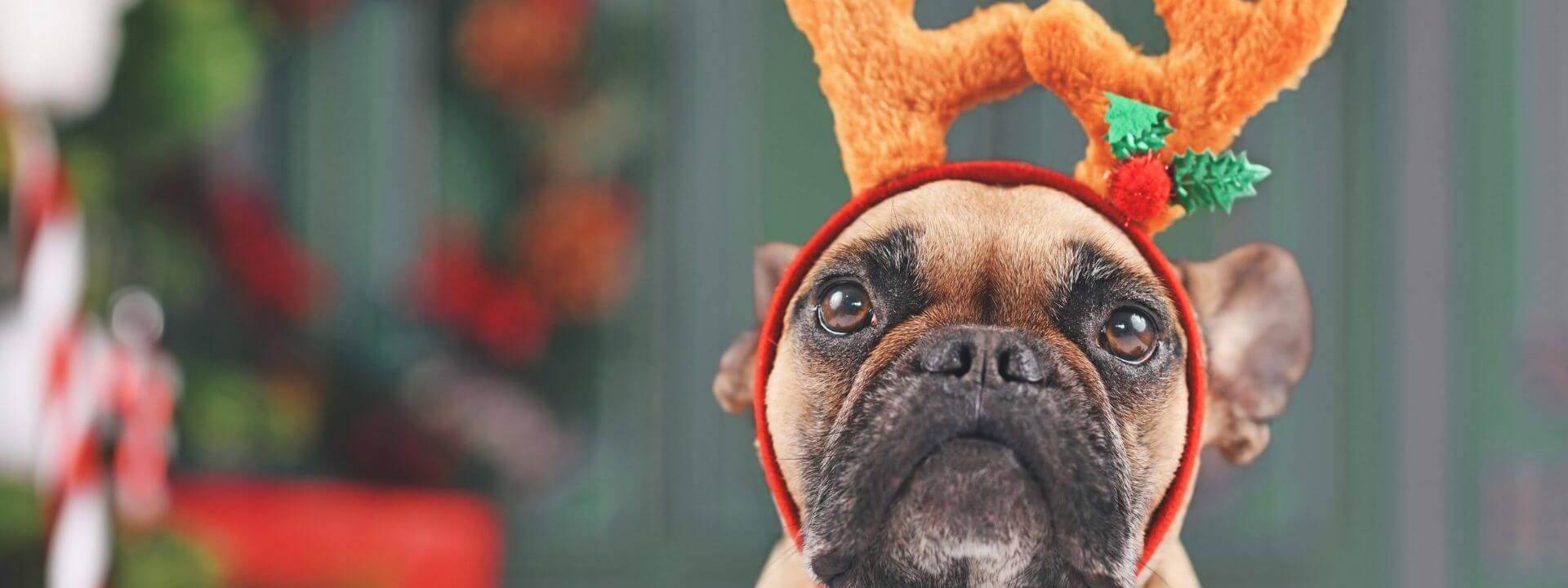 French Bulldog in a reindeer hat